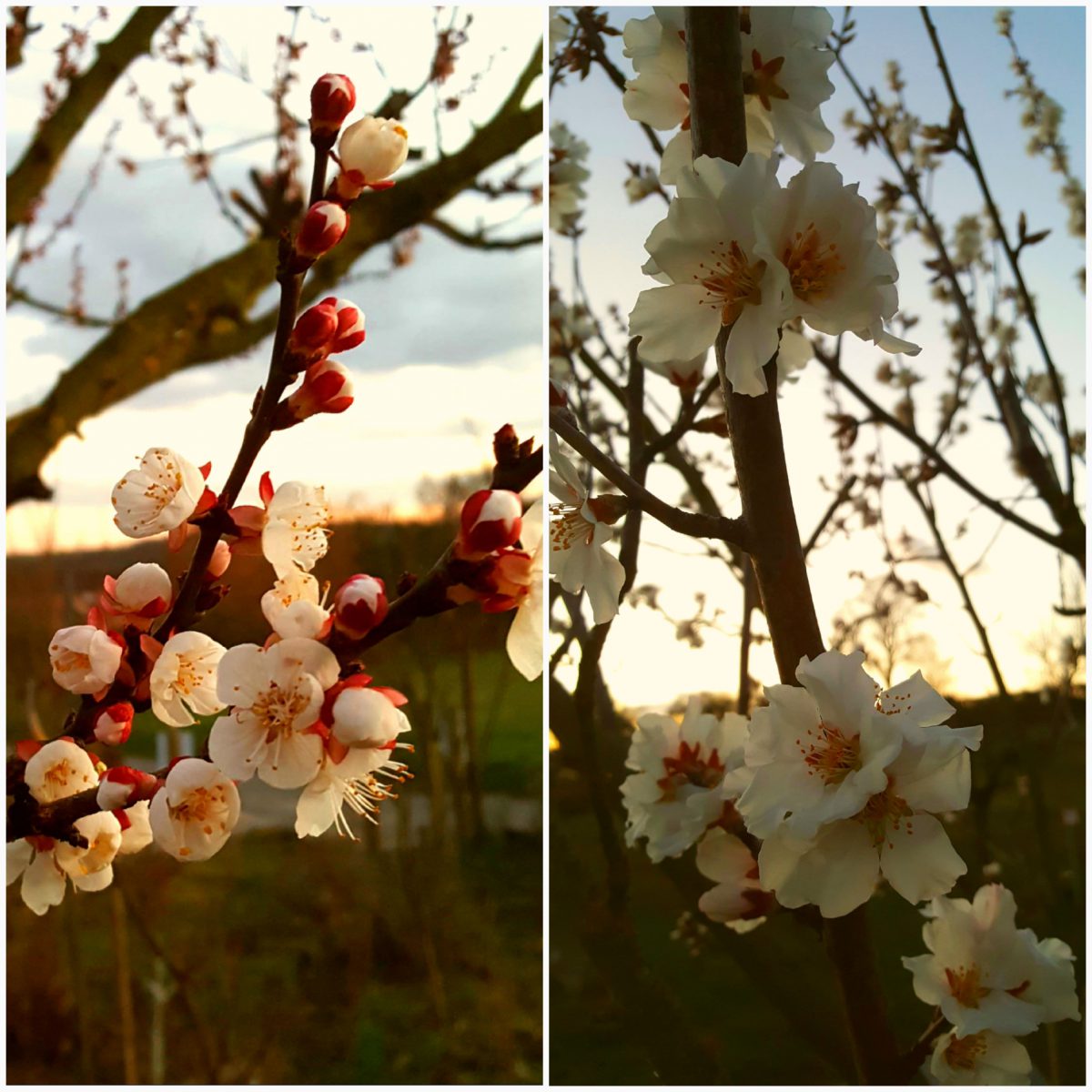 Die ersten Frühlingsboten