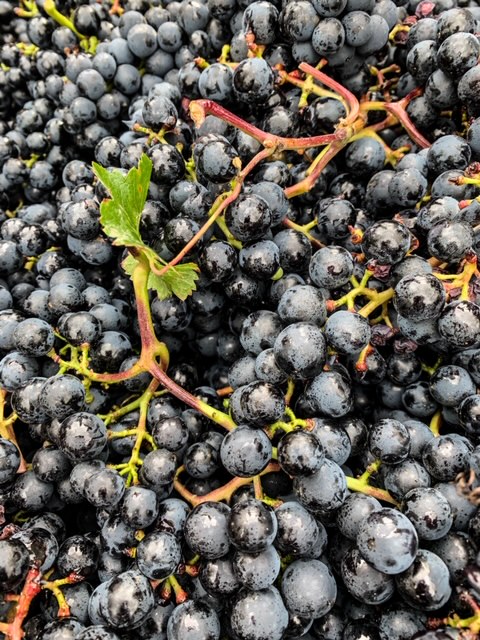 Geerntete Trauben der dunkelroten und aromatischen Sorte Regent glänzen appetitlich.