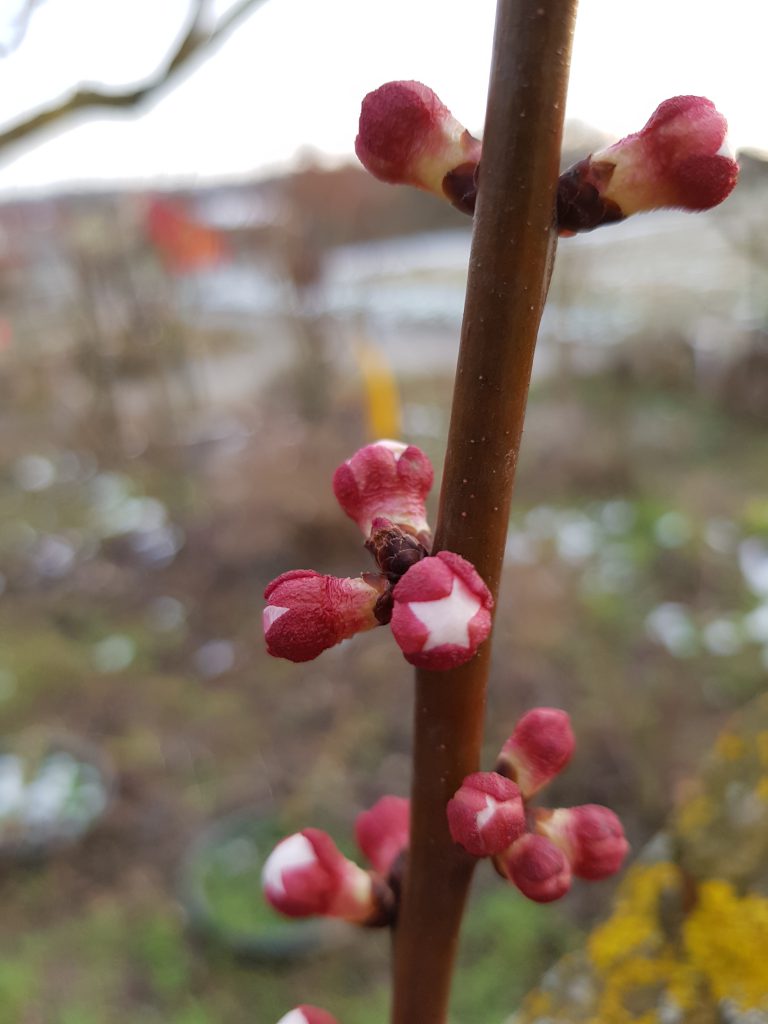 die Mandelblüten haben sich entfaltet und die roten zarten Aprikosen-Knospen sehen aus, wie kleine Kunstwerke kurz vorm Bersten.