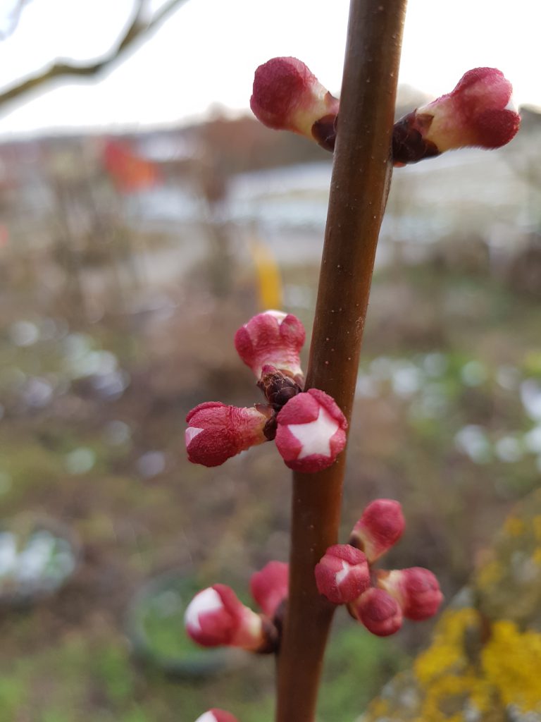 die Mandelblüten haben sich entfaltet und die roten zarten Aprikosen-Knospen sehen aus, wie kleine Kunstwerke kurz vorm Bersten. 